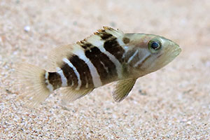 Weißer Zackenbarsch (Epinephelus aeneus)