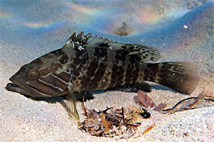Weißer Zackenbarsch (Epinephelus aeneus)