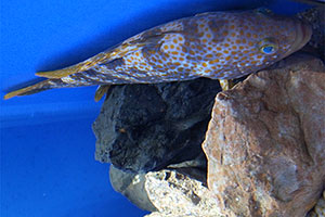 Epinephelus akaara