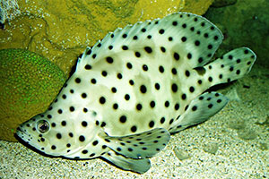 Pantherfisch