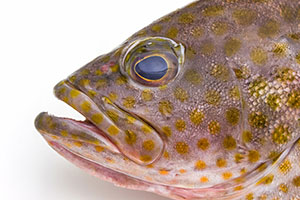 Polygon-Wabenbarsch (Epinephelus areolatus)