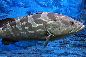 Epinephelus bruneus