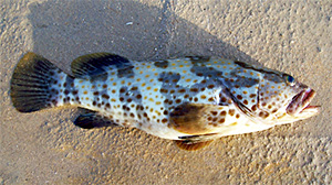 Orangegefleckter Zackenbarsch (Epinephelus coioides)