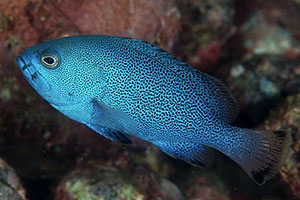 Blauer Zackenbarsch (Epinephelus cyanopodus)