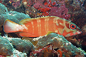 Baskenmützen-Zackenbarsch (E. fasciatus)