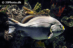 Gelbflossen-Zackenbarsch (Epinephelus flavocaeruleus)