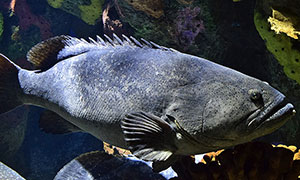  Giant grouper (Epinephelus lanceolatus)