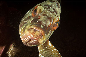 Sternen-Zackenbarsch (Epinephelus labriformis)