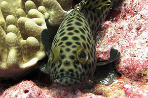 Weißbauch-Zackenbarsch (Epinephelus macrospilos)