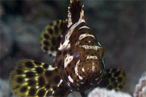 Epinephelus maculatus