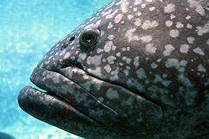 Malabar-Zackenbarsch (Epinephelus malabaricus)