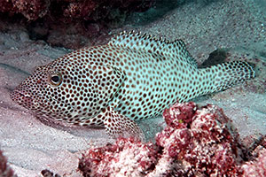 Rückenfleck-Wabenbarsch (Epinephelus melanostigma)