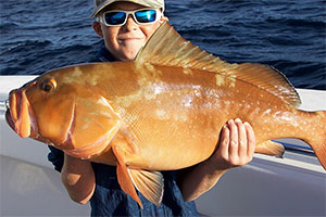 Roter Zackenbarsch (Epinephelus morio)