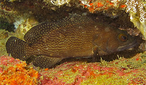 Epinephelus ongus