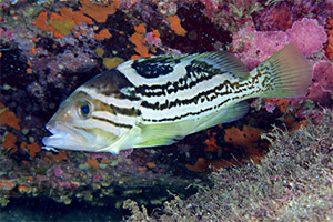 Epinephelus poecilonotus