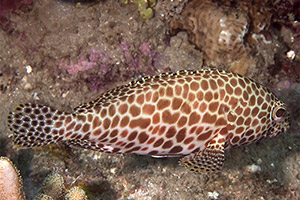 Epinephelus quoyanus