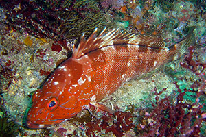Halbmond-Zackenbarsch (Epinephelus rivulatus)