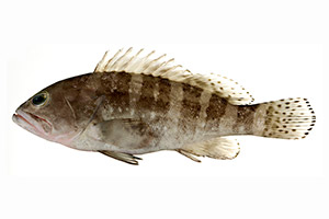 Epinephelus sexfasciatus