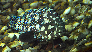 Summana-Zackenbarsch (Epinephelus summana)