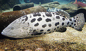 Gefleckter Riesenzackenbarsch (Epinephelus tukula)