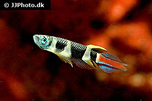 Ringelhechtling (Epiplatys annulatus)