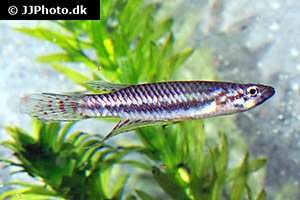 Zweibandhechtling (Epiplatys bifasciatus)