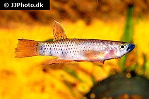 Goldküsten-Hechtling (Epiplatys chaperi)