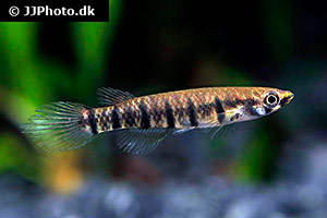 Querbandhechtling (Epiplatys dageti dageti)