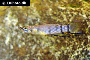 Monrovia-Hechtling (Epiplatys dageti monroviae)