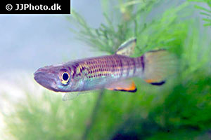 Epiplatys infrafasciatus