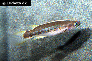 Rotpunkt-Hechtling (Epiplatys lamottei)