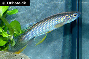 Epiplatys olbrechtsi