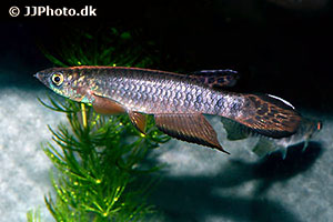 Roloffs Hechtling (Epiplatys roloffi)