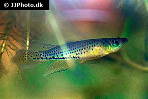 Sechsbandhechtling (Epiplatys sexfasciatus)