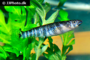 Schrägstreifenhechtling (Epiplatys spilargyreius)
