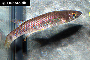 Epiplatys zenkeri