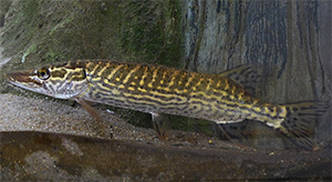 Esox cisalpinus