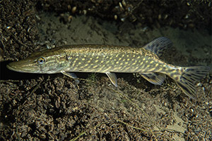 Hecht (Esox lucius) Hecht (Esox lucius)