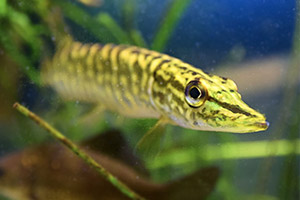 junger Hecht junger Hecht