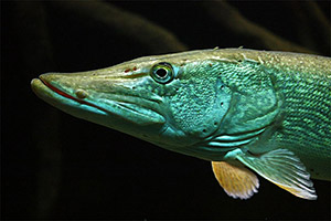 Hecht (Esox lucius)