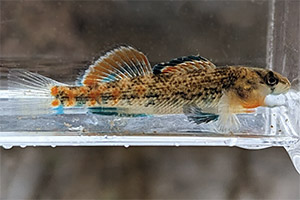 Buffalo darter (Etheostoma bison)