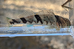 Blenny darter (Etheostoma blennius)