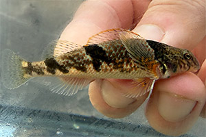 Blenny darter (Etheostoma blennius)