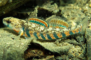 Rainbow darter (Etheostoma caeruleum)