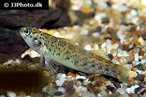 Bluebreast darter (Etheostoma camurum)