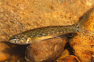 Fringed darter (Etheostoma crossopterum)