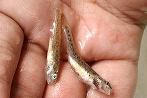 Fantail darter (Etheostoma exile)