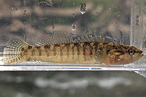 Fantail darter (Etheostoma flabellare)