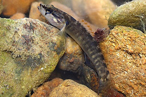 Fantail darter (Etheostoma flabellare)