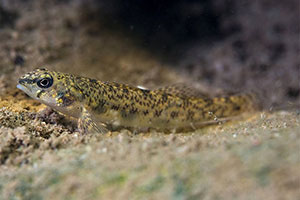 Johnny darter (Etheostoma nigrum)